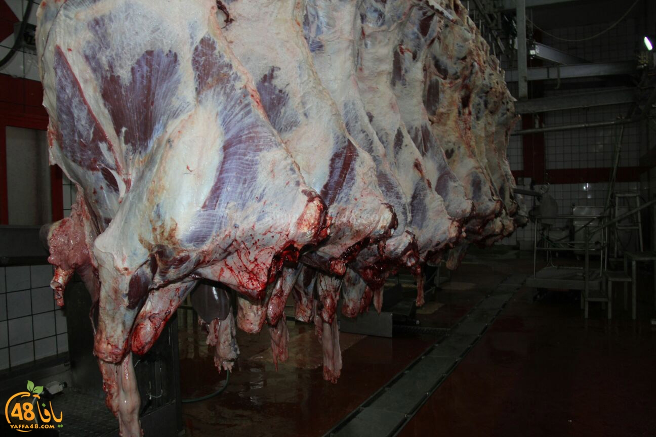 jam3iya yaffa 3ojolej (14).jpg